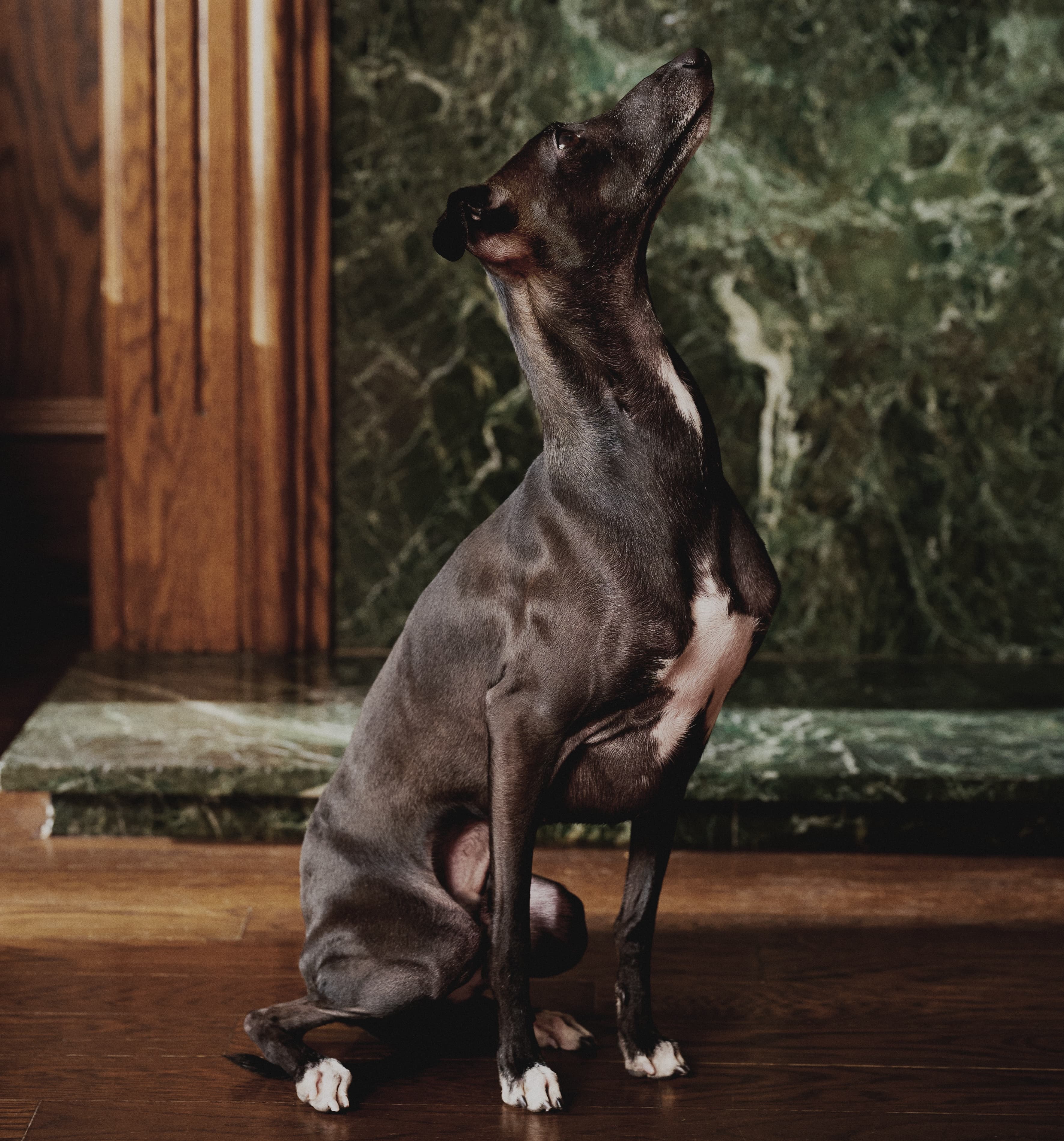 Golden retriever enjoying the benefits of our food